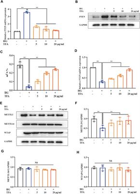 Total Flavones of Abelmoschus manihot Ameliorates Podocyte Pyroptosis and Injury in High Glucose Conditions by Targeting METTL3-Dependent m6A Modification-Mediated NLRP3-Inflammasome Activation and PTEN/PI3K/Akt Signaling